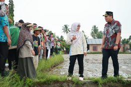 Pariaman Uji Pertanian Modern, Target Panen Padi Tembus 10 Ton per Hektare