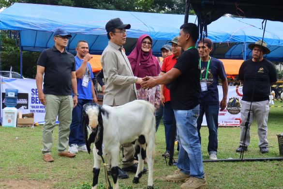Payakumbuh Kembangkan Kambing PE sebagai Komoditas Unggulan