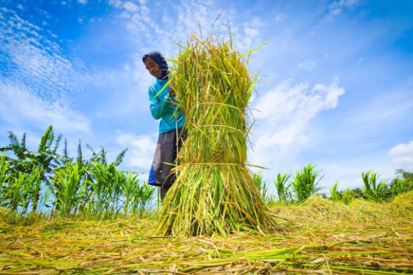 Pertumbuhan Ekonomi Sumbar Capai 4,54 Persen, Pertanian Tetap Jadi Penopang